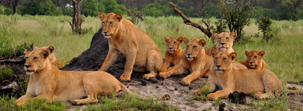 TUI, Berlin, Afrika, Safari, Botswana, Löwen, Reisebüro