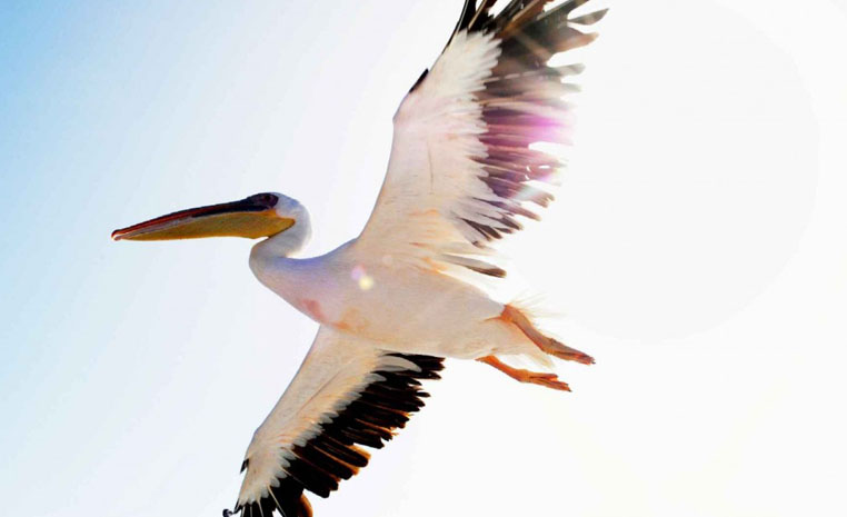 TUI Berlin, TUI, Reisebüro, Reisen, Rundreise, Safari, nachhaltig Reisen, nachhaltiges, Reiseberatung, Afrika, Öko, Namibia, Abenteuer, Selbstfahrer, Mietwagen