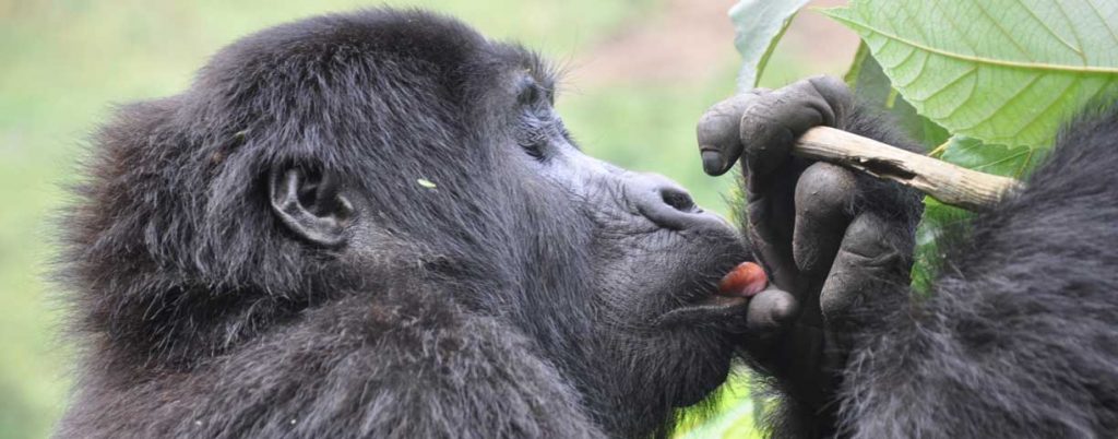 Gorilla Trekking in Uganda – Besuch bei den sanften Riesen