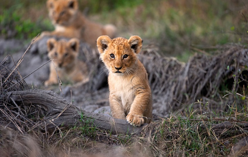 TUI Berlin, Afrika, Rundreisen, Zeltsafari, Botswana, Okavango, Minibus, Zugreise, Shongololo Express, Kenia, Simbabwe, Namibia, Chobe Water Villas,