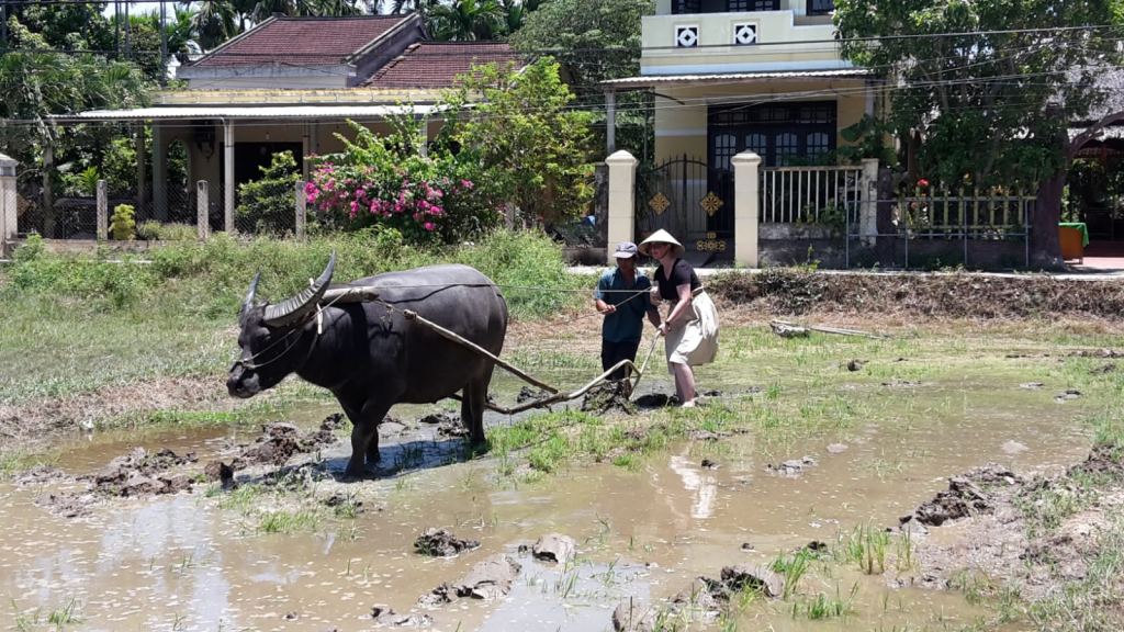 Arbeit im Reisfeld, Vietnam - World of TUI Berlin Reisebericht