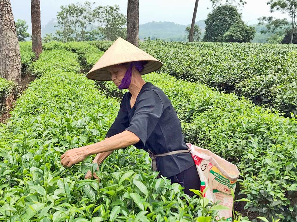 Teeplantage in Vietnam - World of TUI Berlin Reisebericht