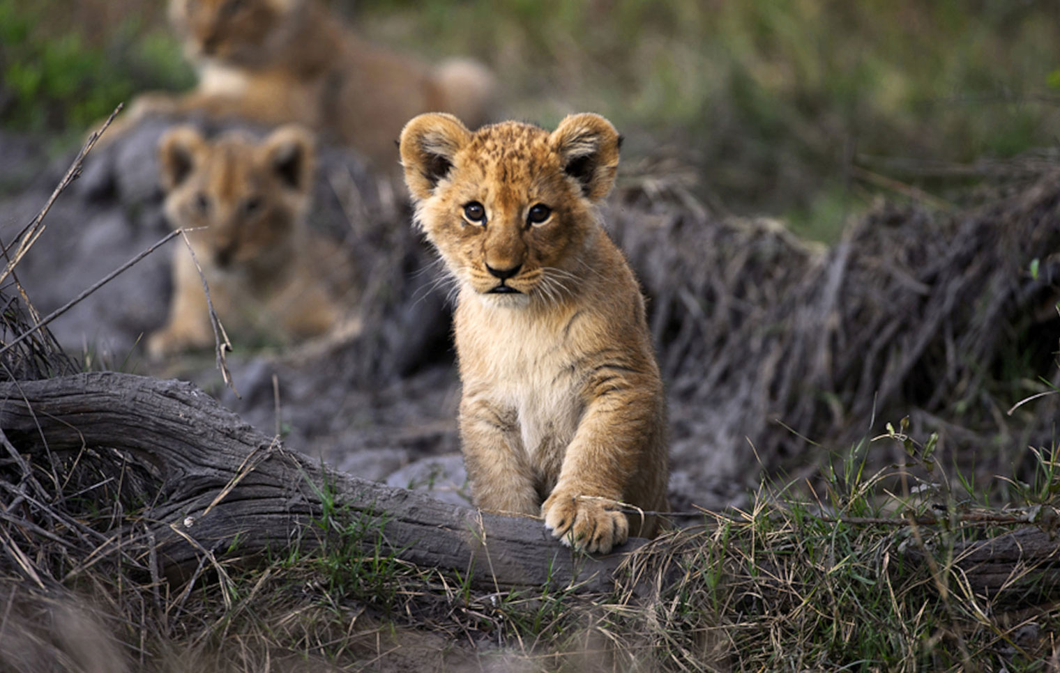 Mein Bett im Busch – Afrikas Individuelle Safari Lodges