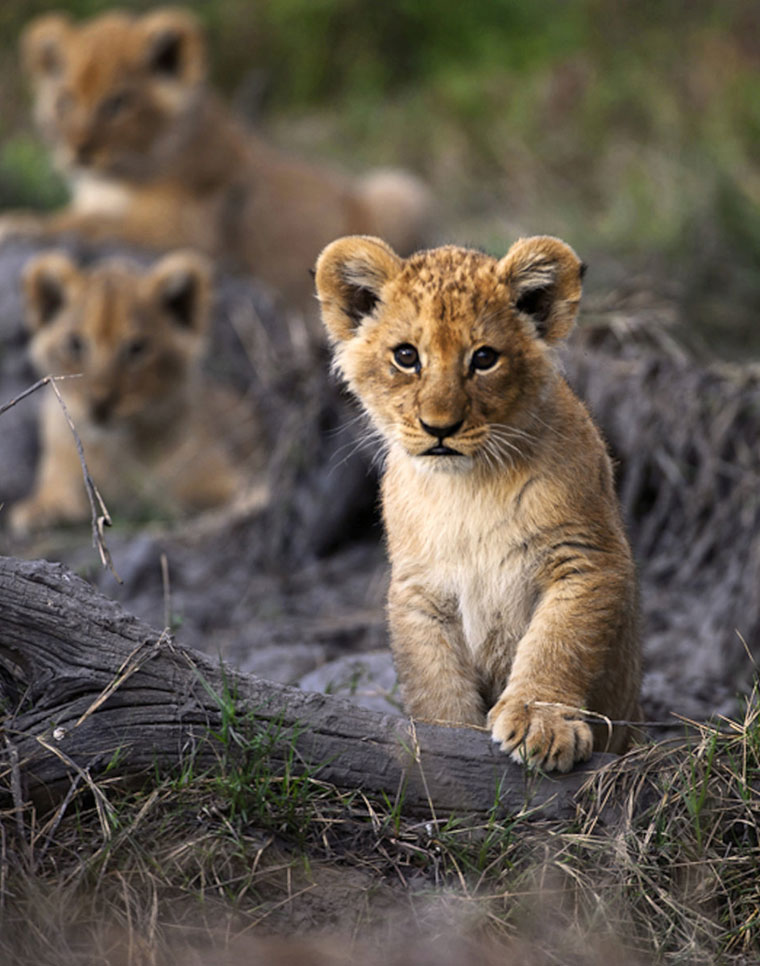 Safari