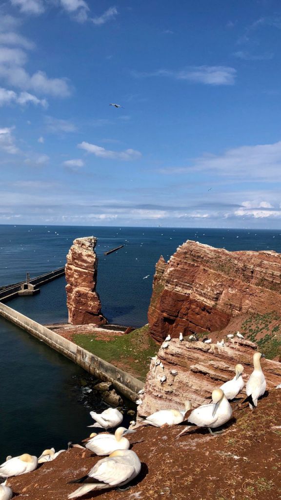 Klippe mit Möwen auf Helgoland