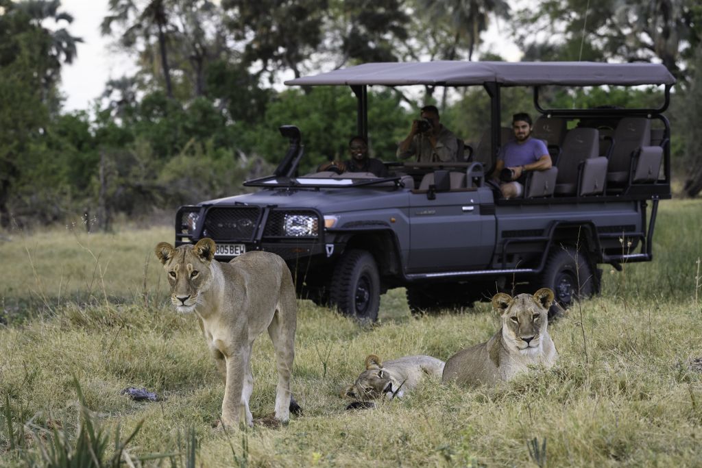 Löwensichtung auf Safari in Botswana