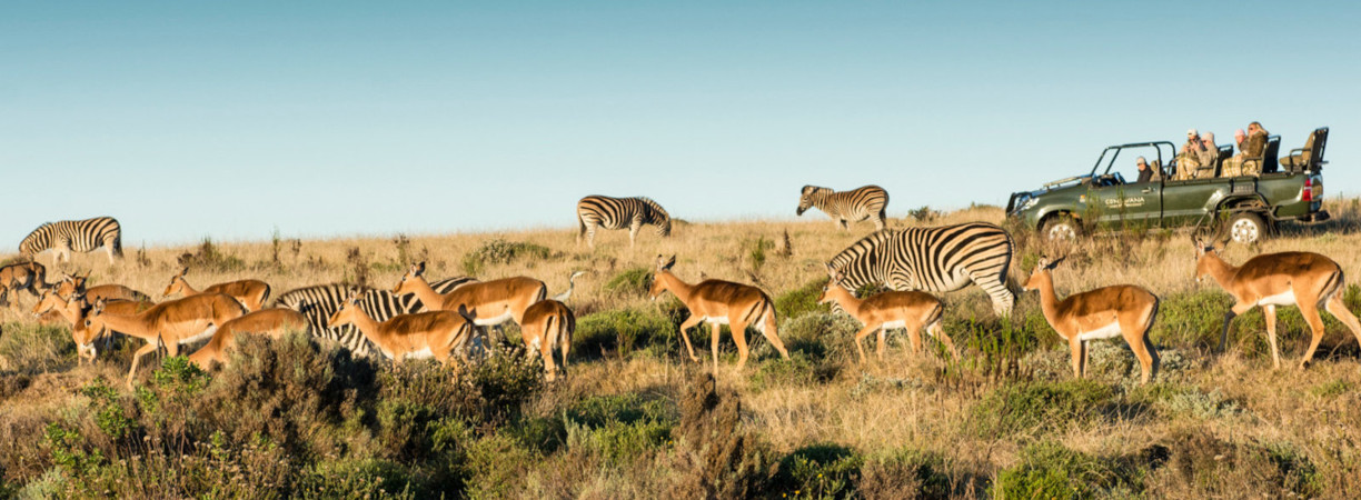 Beobachtung von Zebras und Antilopen auf Safari