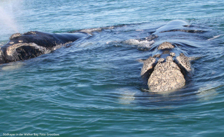 Suedkaper in der Walker Bay beim Whale Watching