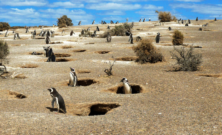 Brutstätte von Magellan Pinguinen in Punta Tombo, Südamerika