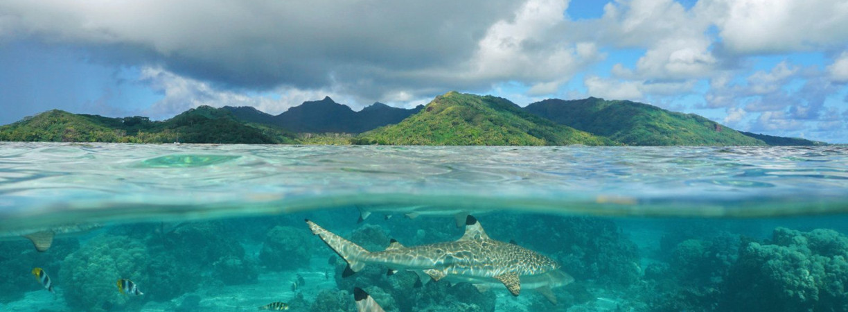 franz polynesien rundreise unterwasserwelt slider 1
