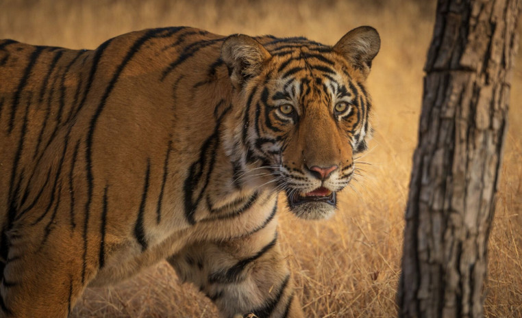 Bengal Tiger im Ranthambore Nationalpark
