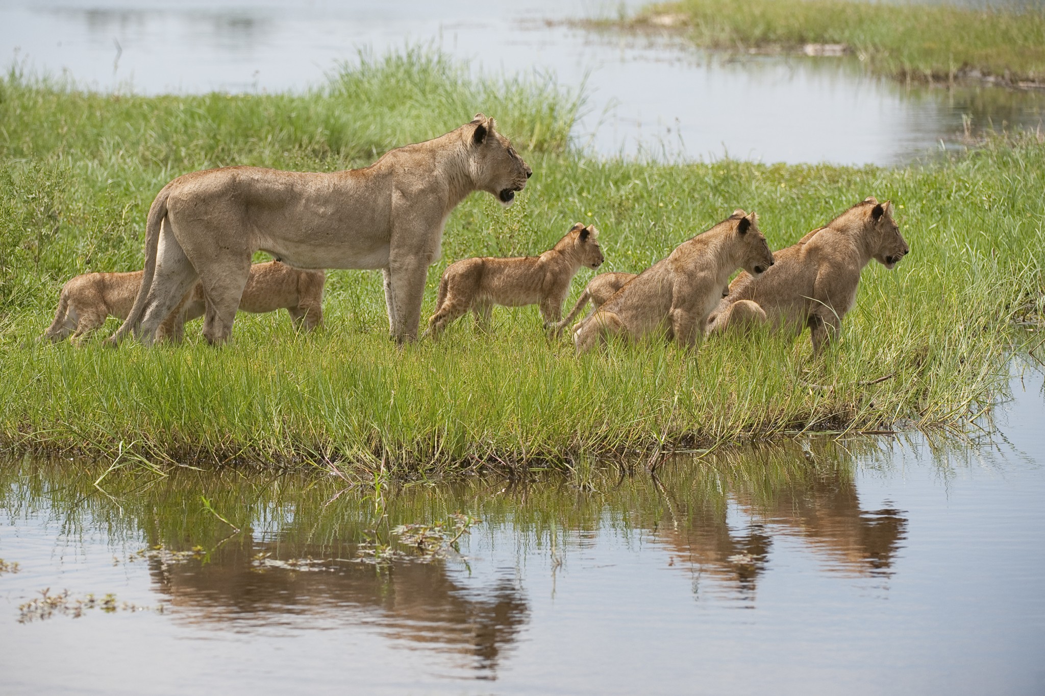 Botswana Löwenfamilie im Delta